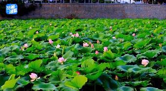 【邹视频·新闻】45秒丨邹城：盛夏荷花开 风景美如画